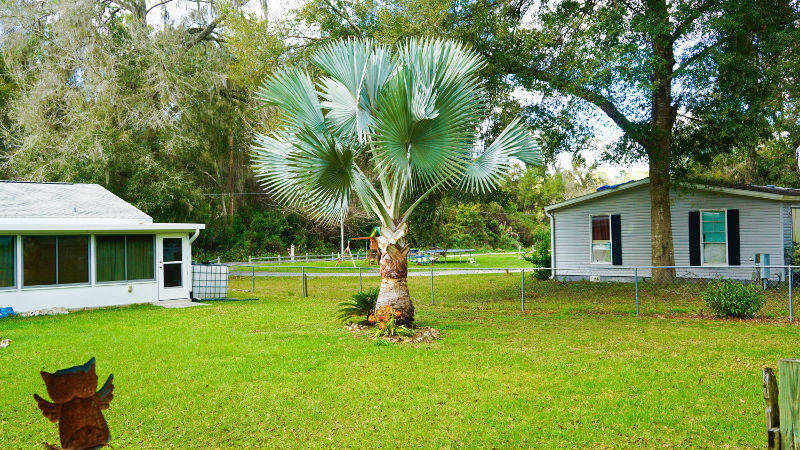 Tree Bellview Florida
