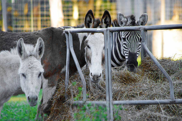 Donkeys, Zebra